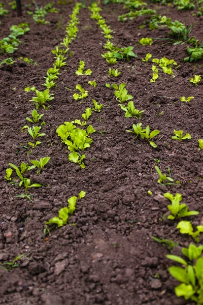 Sprossen von jungem Gemüse im Garten, Bepflanzung — Stockfoto