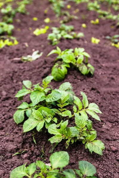 Frisk ung potatis växt i ekologisk trädgård. Ung potatis växt som växer på jorden. Potatis buske i trädgården. — Stockfoto