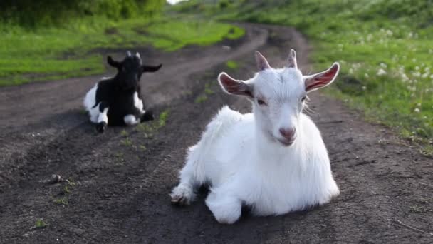 Witte Vlinder Zit Een Gele Paardebloem Tuin — Stockvideo