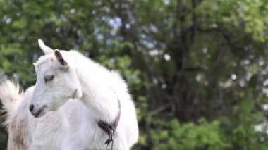 White butterfly sits on a yellow dandelion in the garden