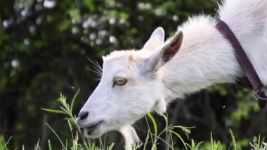 White butterfly sits on a yellow dandelion in the garden