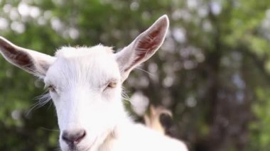 White butterfly sits on a yellow dandelion in the garden