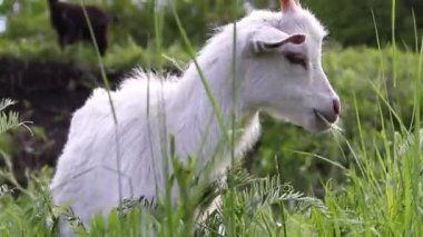White butterfly sits on a yellow dandelion in the garden