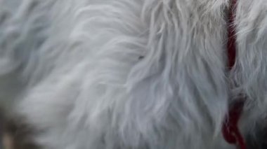 White butterfly sits on a yellow dandelion in the garden