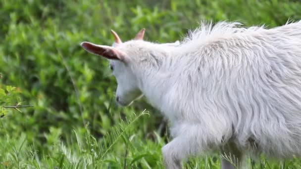 Papillon Blanc Assis Sur Pissenlit Jaune Dans Jardin — Video