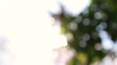 White butterfly sits on a yellow dandelion in the garden