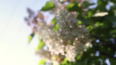 White butterfly sits on a yellow dandelion in the garden
