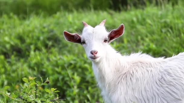 Witte Vlinder Zit Een Gele Paardebloem Tuin — Stockvideo