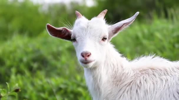 Witte Vlinder Zit Een Gele Paardebloem Tuin — Stockvideo