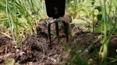 White butterfly sits on a yellow dandelion in the garden