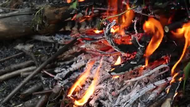 Biały Motyl Siedzi Żółtym Mniszku Ogrodzie — Wideo stockowe