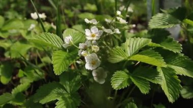 White butterfly sits on a yellow dandelion in the garden