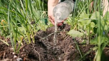 White butterfly sits on a yellow dandelion in the garden