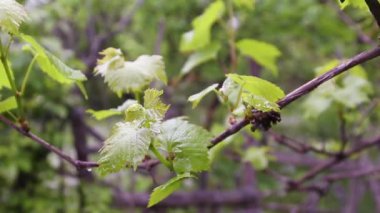 Üzüm parlak yaz güneşinden geçer. Güneş ışığı kameraya yanıp söner. İlkbaharda üzüm olgunlaşma