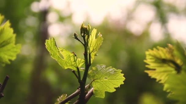 Liści Winogron Przez Jasne Lato Słońce Światło Słoneczne Zacznie Migać — Wideo stockowe