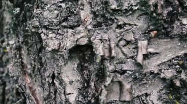 Bir ağacın kabuğu yakın, bir ağacın etkileyici güzel kabuğu. Kamera yavaşça gövdeuzun larlerken hareket ediyor. Dikey panoramik