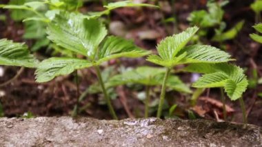 Yağmur ile bahçede ilk küçük beyaz çilek çiçekleri.