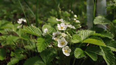 İlk küçük beyaz çilek bahçede çiçek. Bush çiçek açan çilek yakın bakış