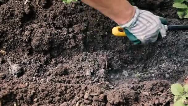 Rolnik Używa Grabie Chwastów Klasyfikowania Gleby Działań Ogrodowych Świeżym Powietrzu — Wideo stockowe