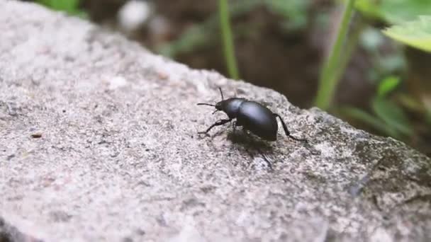 黒いカブトムシは地面の滑らかな表面を歩く — ストック動画
