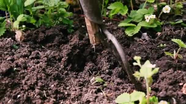 Kaki Dan Lengan Menggunakan Garpu Kebun Untuk Menggali Dalam Sepetak — Stok Video