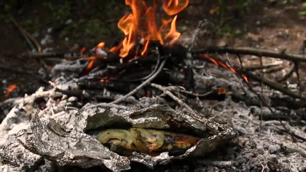 Kamp Ateşinde Yemek Pişirmek Doğa Rekreasyon — Stok video