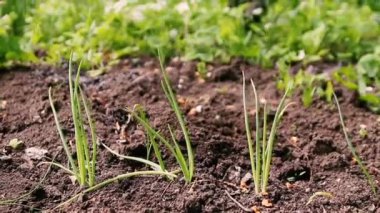 Bahçede soğan ile yeşil lahana.