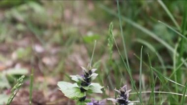 Uçan arı ve bumblebee çiçek nektar koleksiyonu