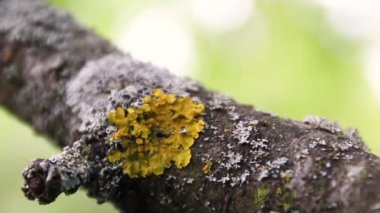 Bir ağacın gövdesi bir mantardan etkilenir. Close