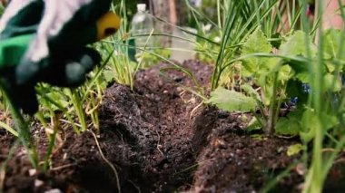 Çiftçi bahçesinde toprağa tohum atar. Bahar çalışması, yakın çekim.
