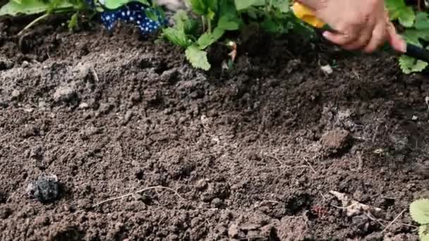 Αγρότης Ρίχνει Σπόρους Στο Χώμα Στον Κήπο Του Ανοιξιάτικες Εργασίες — Αρχείο Βίντεο
