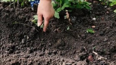 Bahçede toprak idikleme. Bahçe işleri, toprak toprak weeding tarafından topraktırma