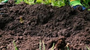 Bahçede toprak idikleme. Bahçe işleri, toprak toprak weeding tarafından topraktırma