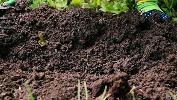 Unkraut Jäten Garten Gartenarbeiten Unkrautjäten Des Bodens Durch Rechen Von — Stockvideo