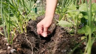 Çiftçi bahçesinde toprağa tohum atar. Bahar çalışması, yakın çekim.