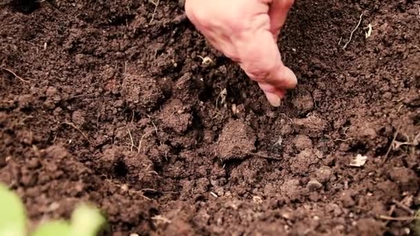 Rolnik Wyrzuca Nasiona Ziemi Swoim Ogrodzie Wiosna Pracy Zbliżenie — Wideo stockowe