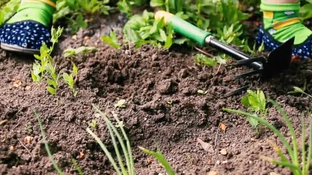 庭の雑草の土 庭工事 雑草の熊手による地面の除染 — ストック動画