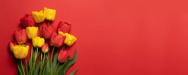 Beautiful red and yellow tulips on a red background