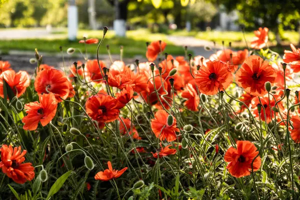 7月の季節の春の庭の赤いケシの花 — ストック写真