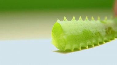 Aloe Vera yakın çekim dilimleri. Aloe Vera Doğal Cilt Bakımı