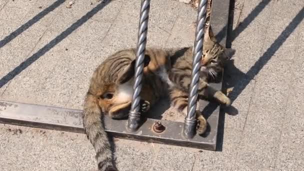 Straat Cyperse Cat Ontspant Straat Een Zonnige Dag Spelen Met — Stockvideo