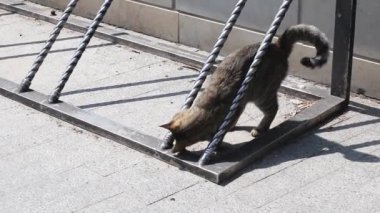 Sokak tekir kedi güneşli bir günde sokakta rahatlatır. Kendisiyle oynamak