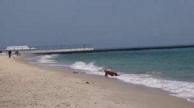 Pitoresk deniz kompozisyonu. Deniz dalgaları kıyıya çivilenmiştir. Deniz tarafından temiz sarı kum