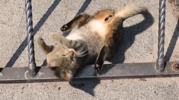 Γάτα Του Δρόμου Χαλαρώνει Στο Δρόμο Μια Ηλιόλουστη Μέρα Παίζοντας — Αρχείο Βίντεο