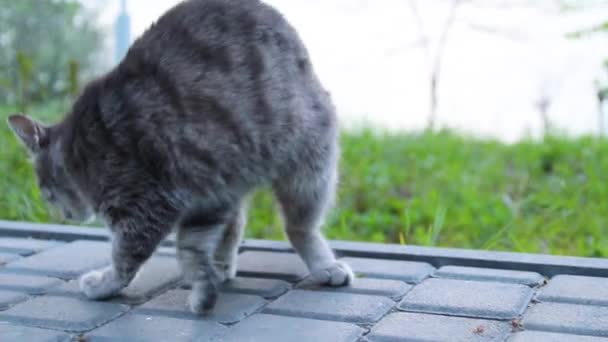 Little Gray Kitty Sits Park Background Grass — Stock Video