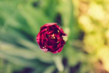 sabah ışığında lale renkli alan.