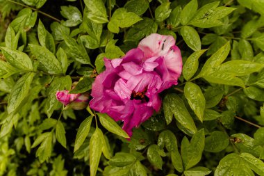 Bahar konsepti. Bahçede pembe şakayık.