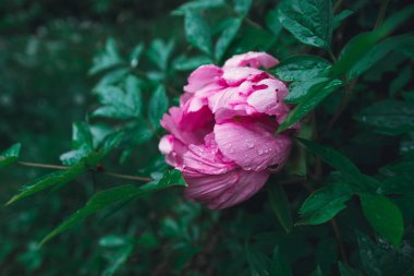 Mor Şakayık Bahçe