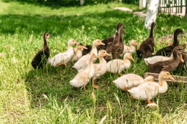yeşil çayırda yemek yiyen küçük goslings