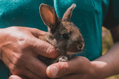 tavşan yetiştiriciliği kavramı. Mens elleri doğa üzerinde güneş ışığında bir tavşan yavrusu tutun.